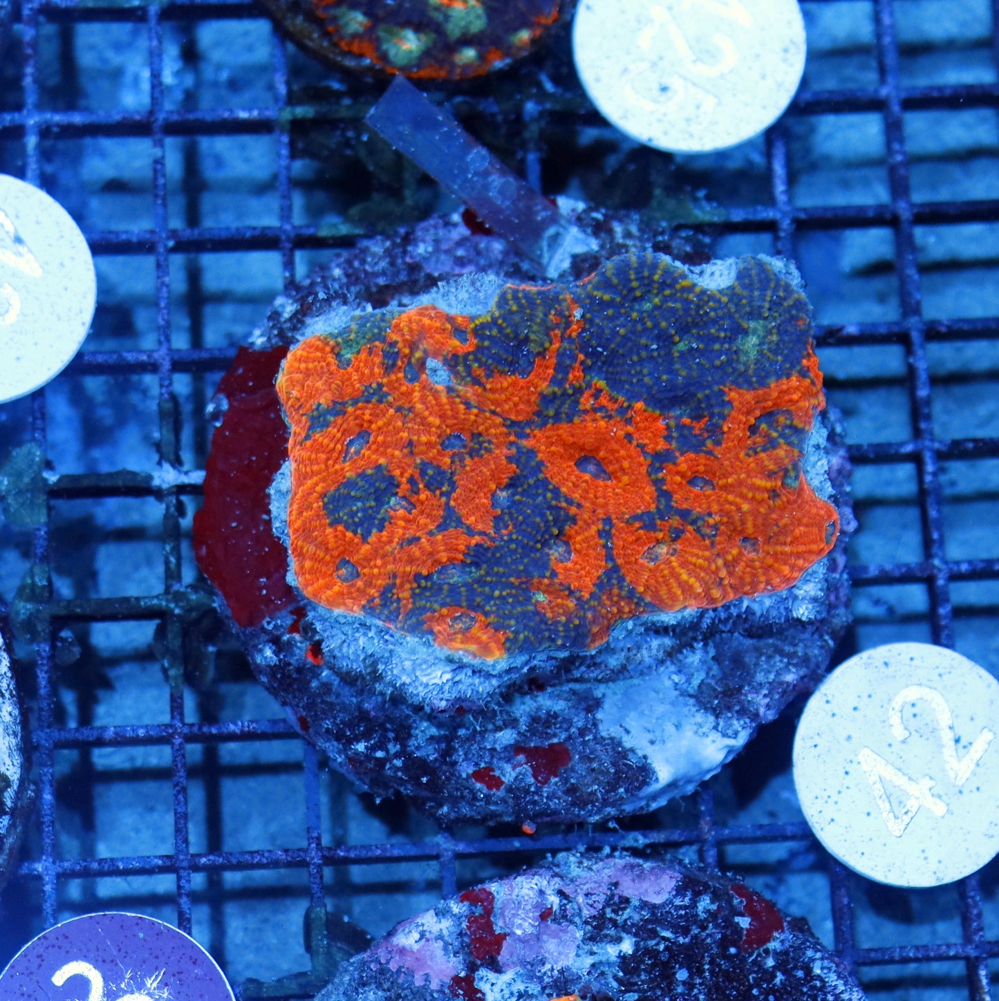 Acan Echinata B42