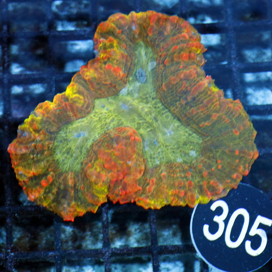 Lobophyllia Brain Multicolor Bk305