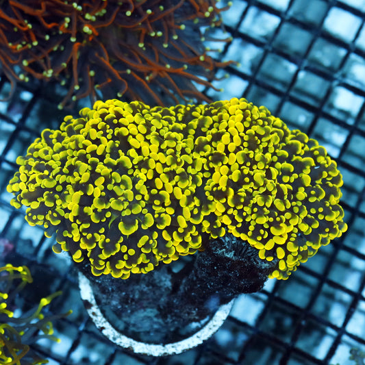 Frogspawn/Octospawn metallic green/yellow