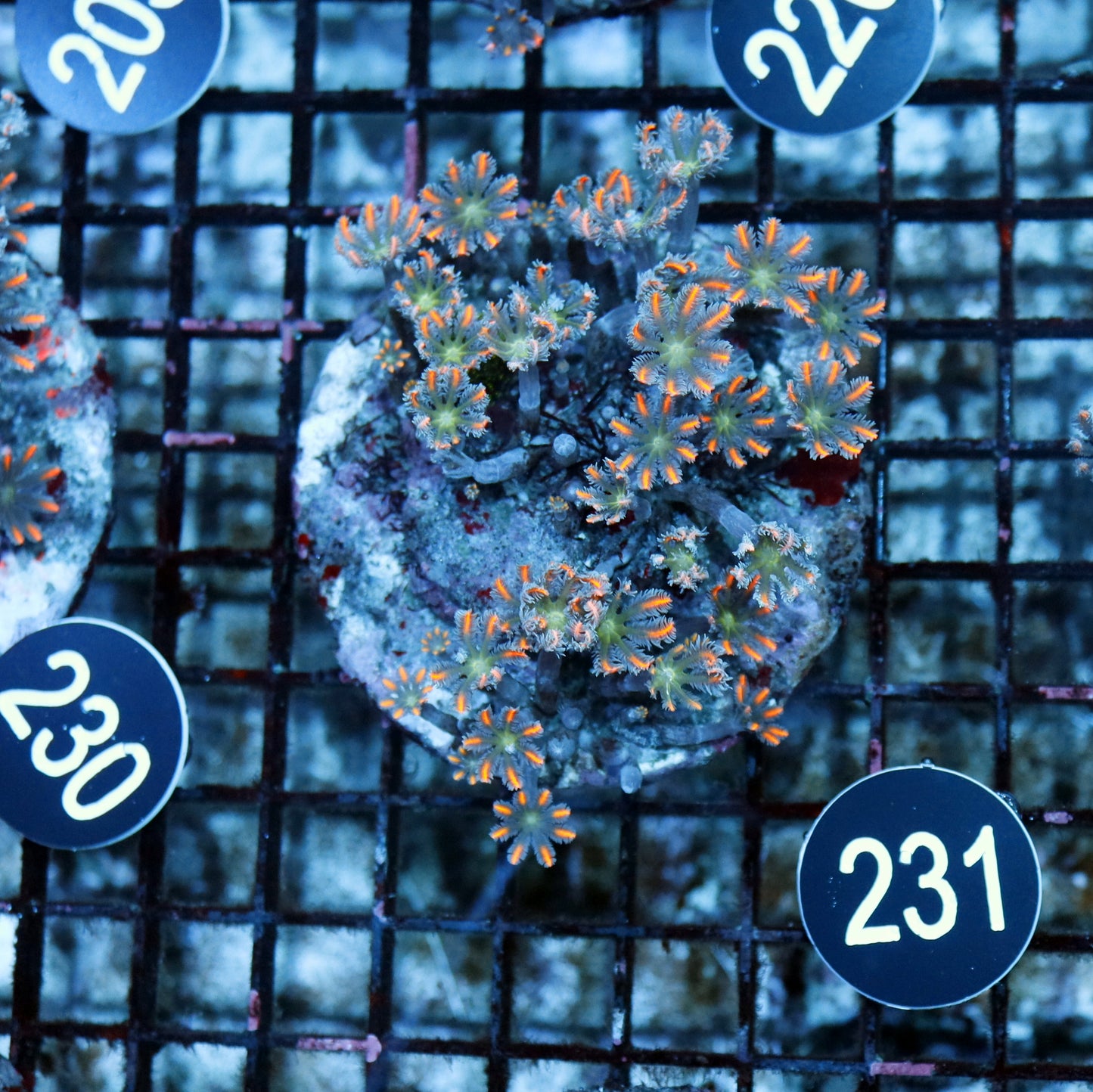 Clove polyps BK 231
