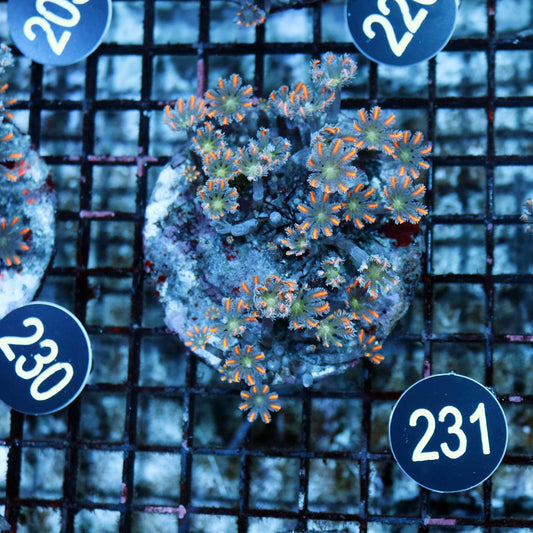 Clove polyps BK 231