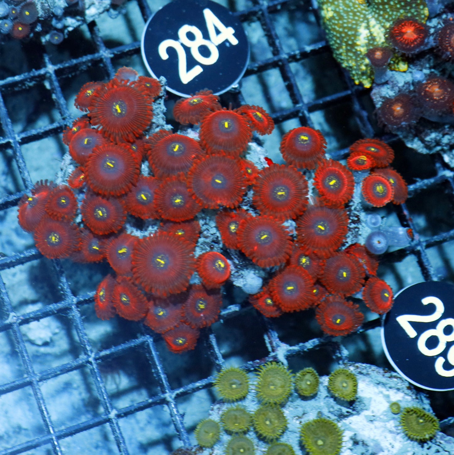 Palythoa speckled  Bk289