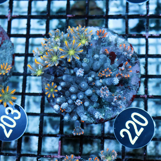 Clove polyps BK220