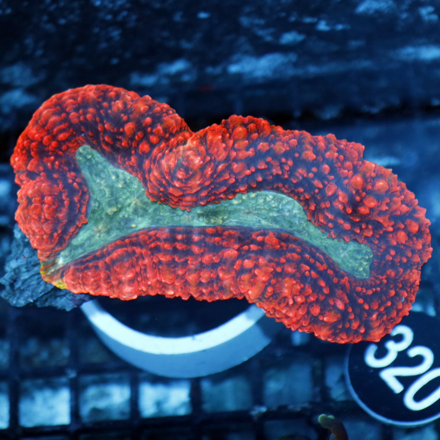 Lobophyllia Brain red/green metallic Bk320