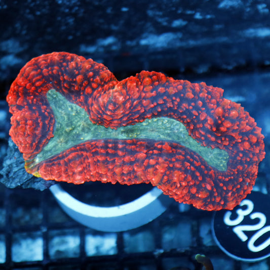 Lobophyllia Brain red/green metallic Bk320