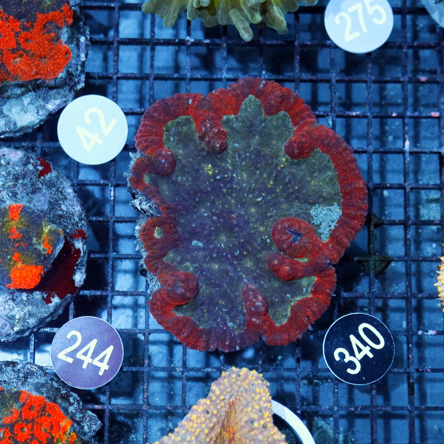 Lobophyllia Red Metallic large BK340