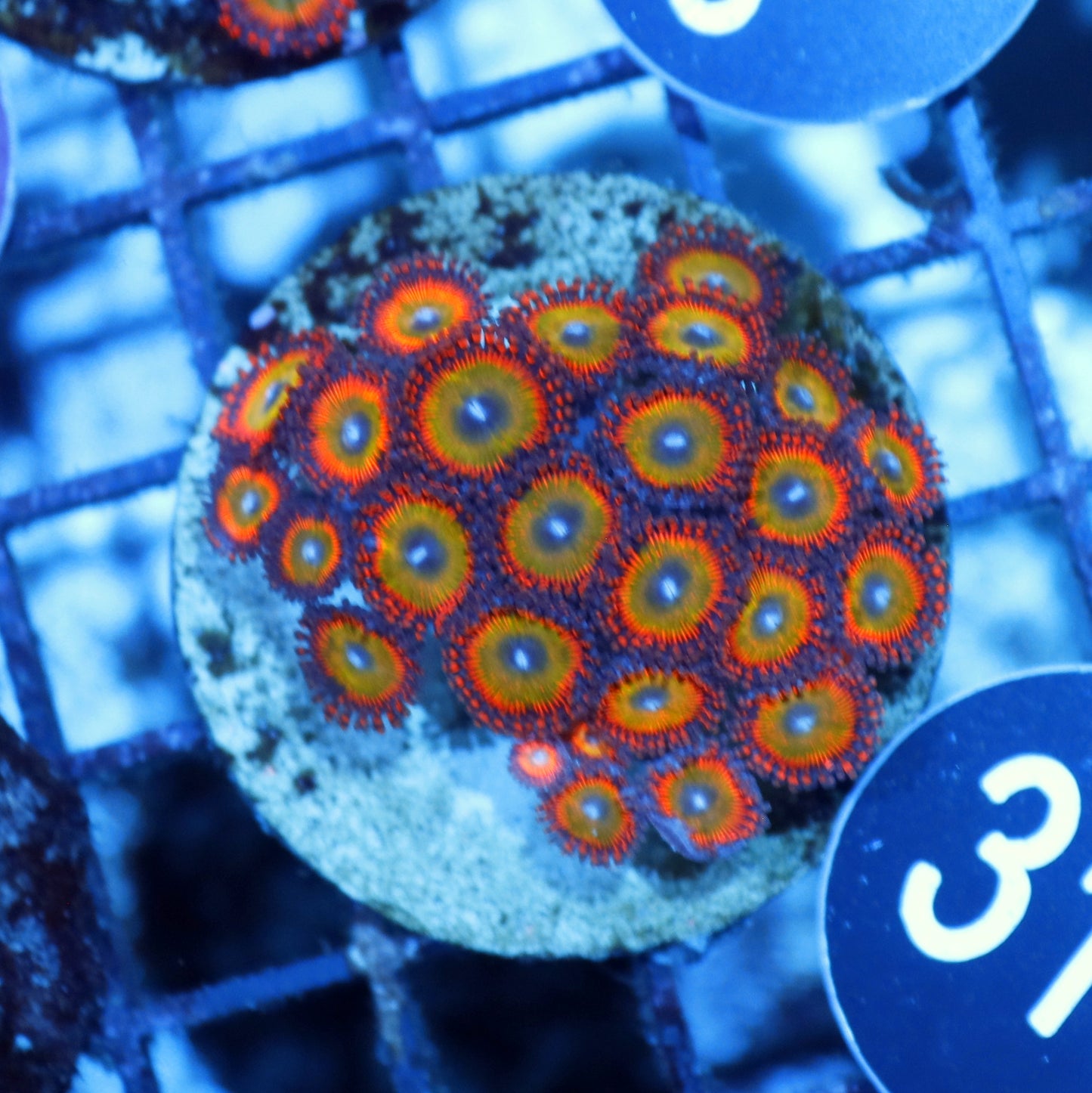 Zoanthids candy apple BK316
