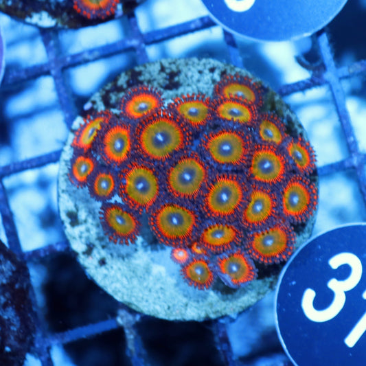 Zoanthids candy apple BK316