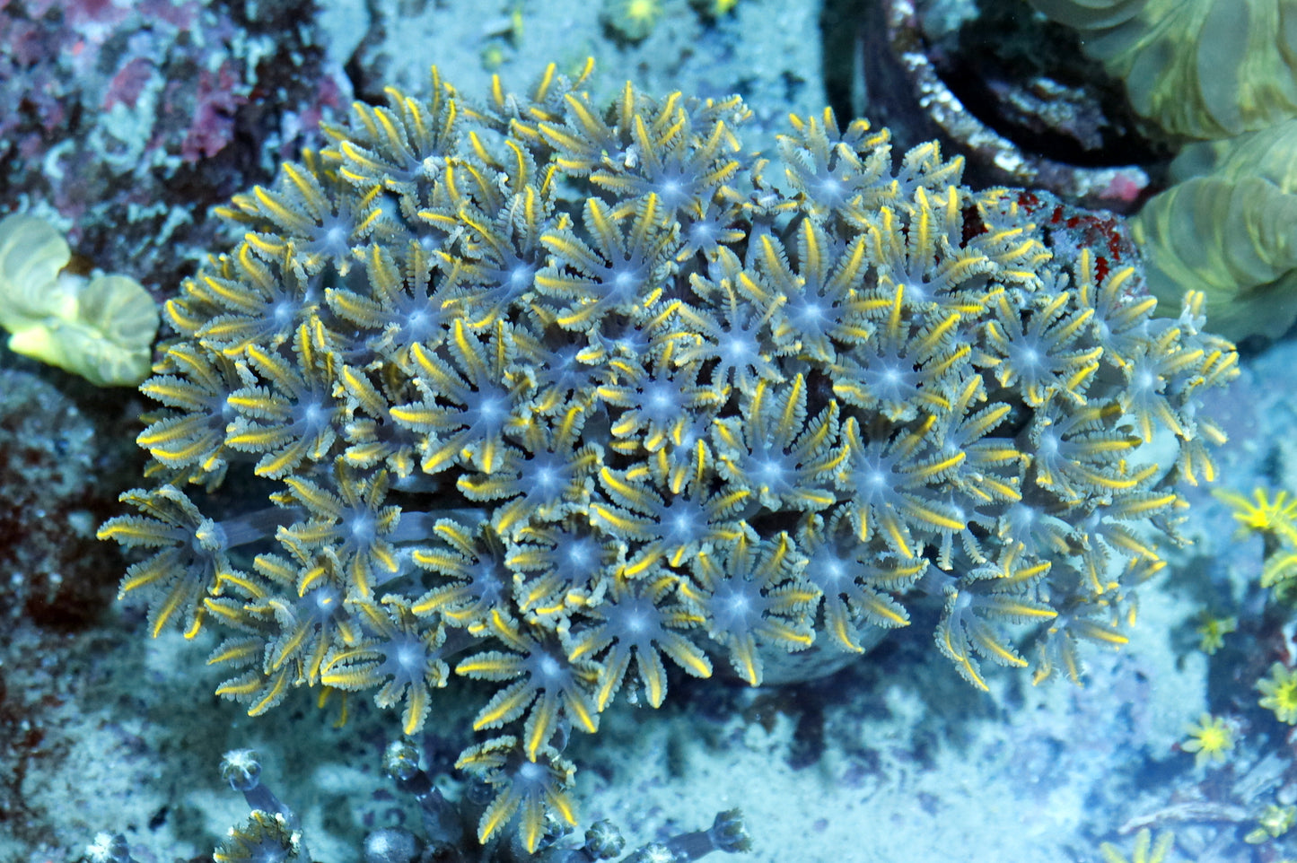 Clove polyps neon orange