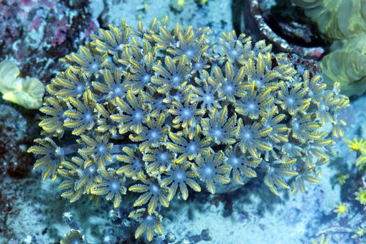 Clove polyps neon orange