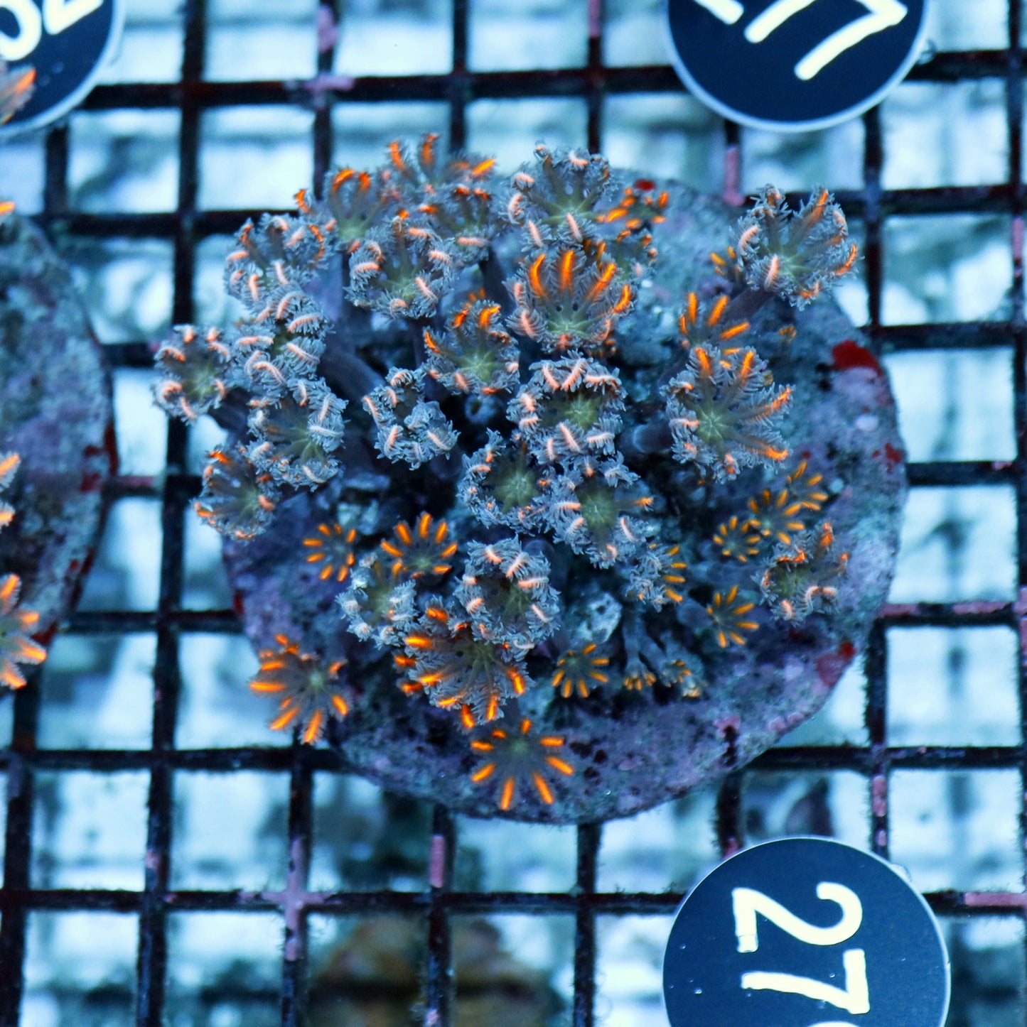 Clove polyps BK 279