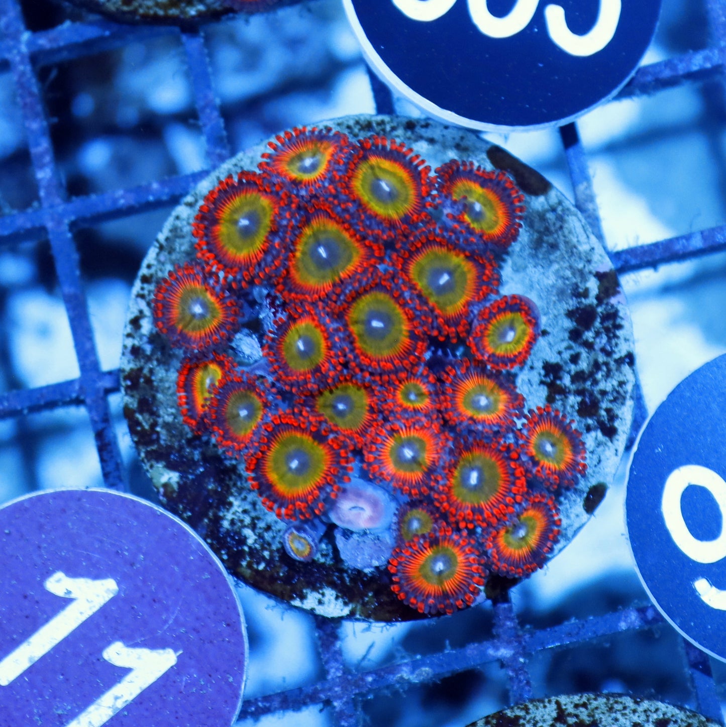 Zoanthids candy apple BK326