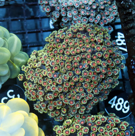 Goniopora red Eye BK489