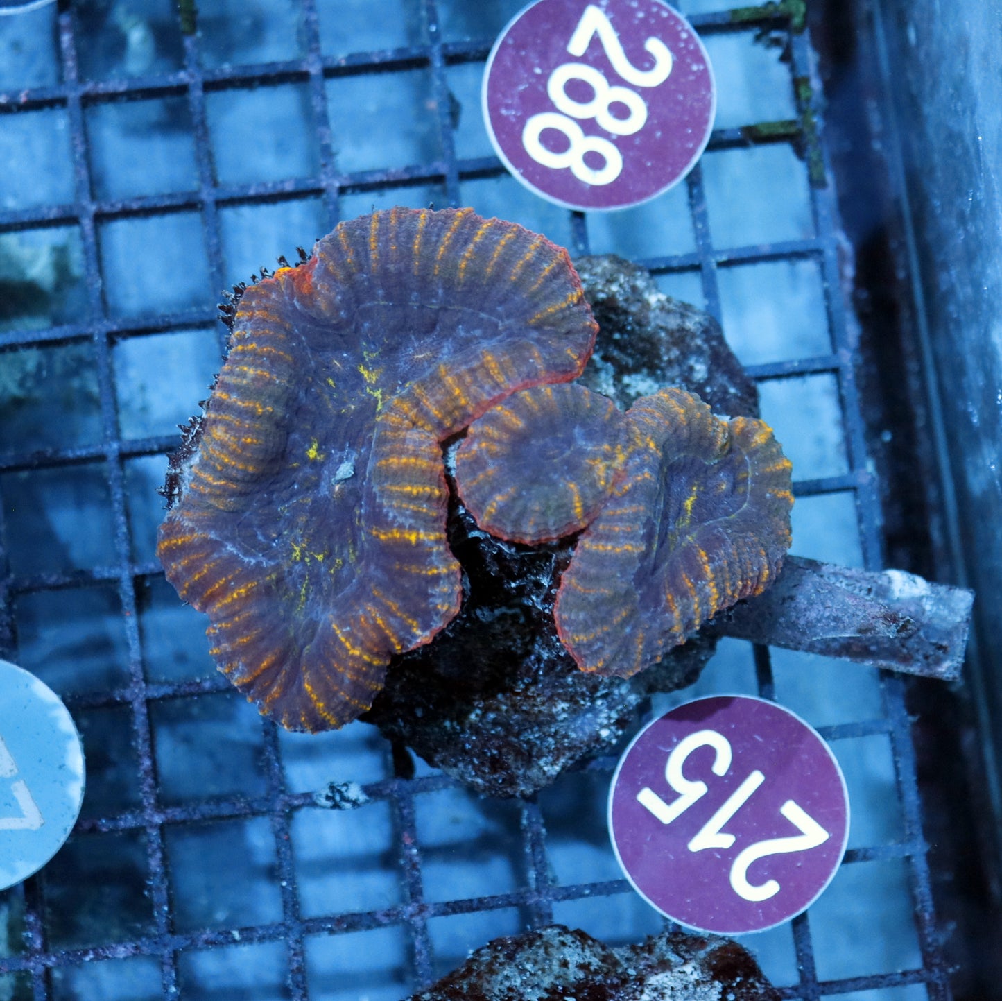 Lobophyllia Branching R215