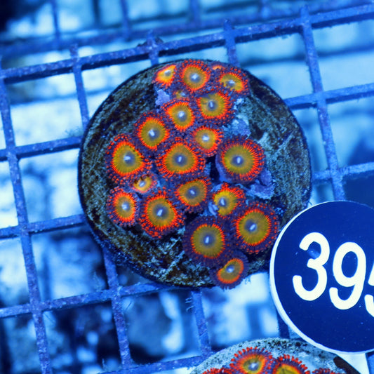 Zoanthids candy apple BK395