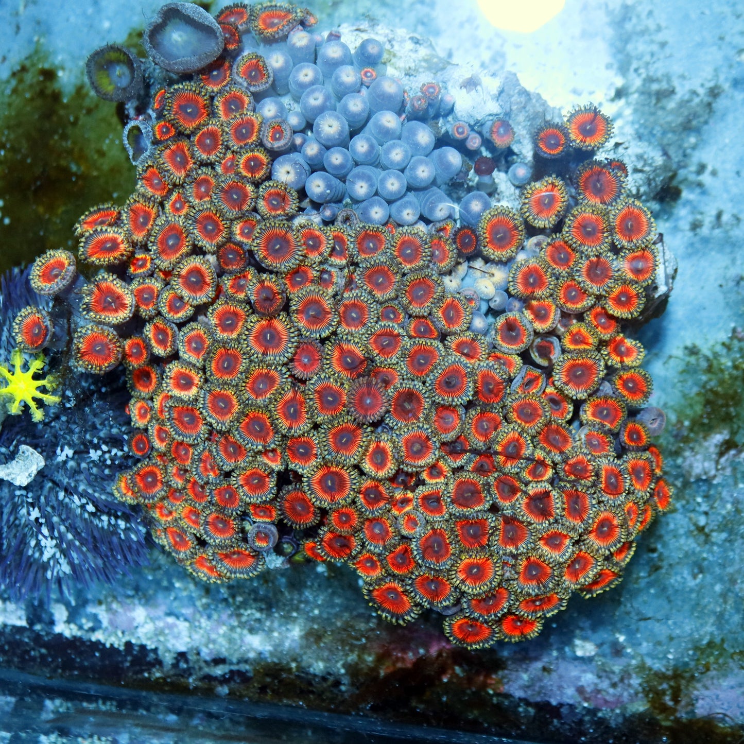 Zoanthids pink