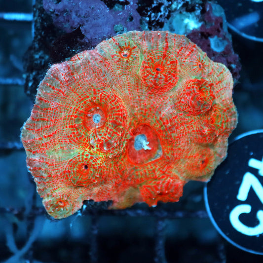 Chalice echinophyllia BK425