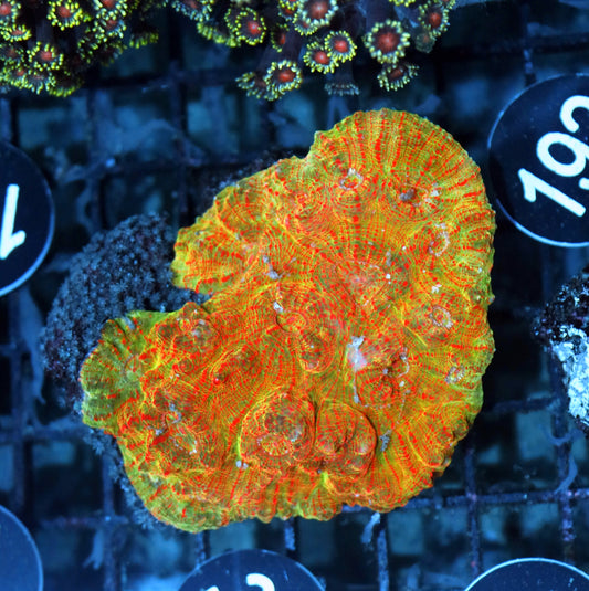 Chalice echinophyllia BK193