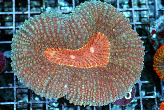 Lobophyllia R273