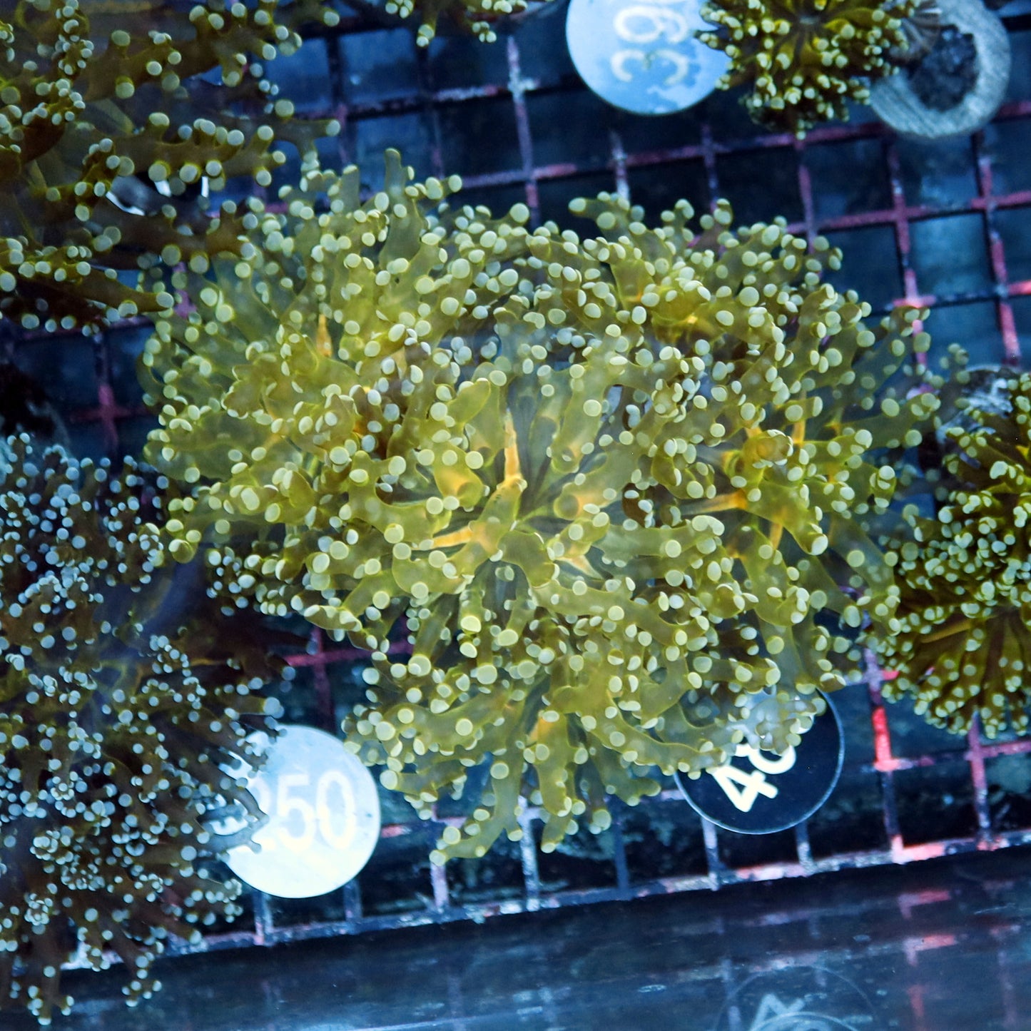 Frogspawn Branching Metallic