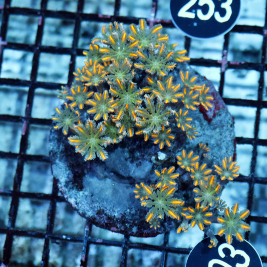 Clove polyps BK203