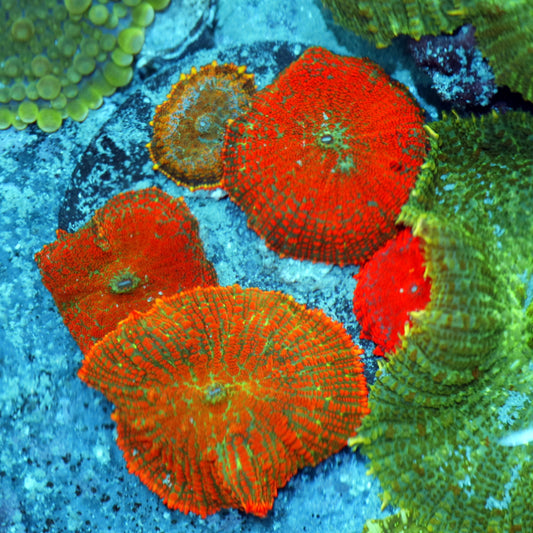 Mushrooms orange Rhodactis