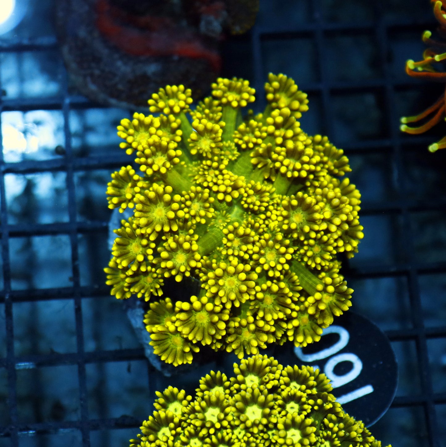 GONIOPORA BK160