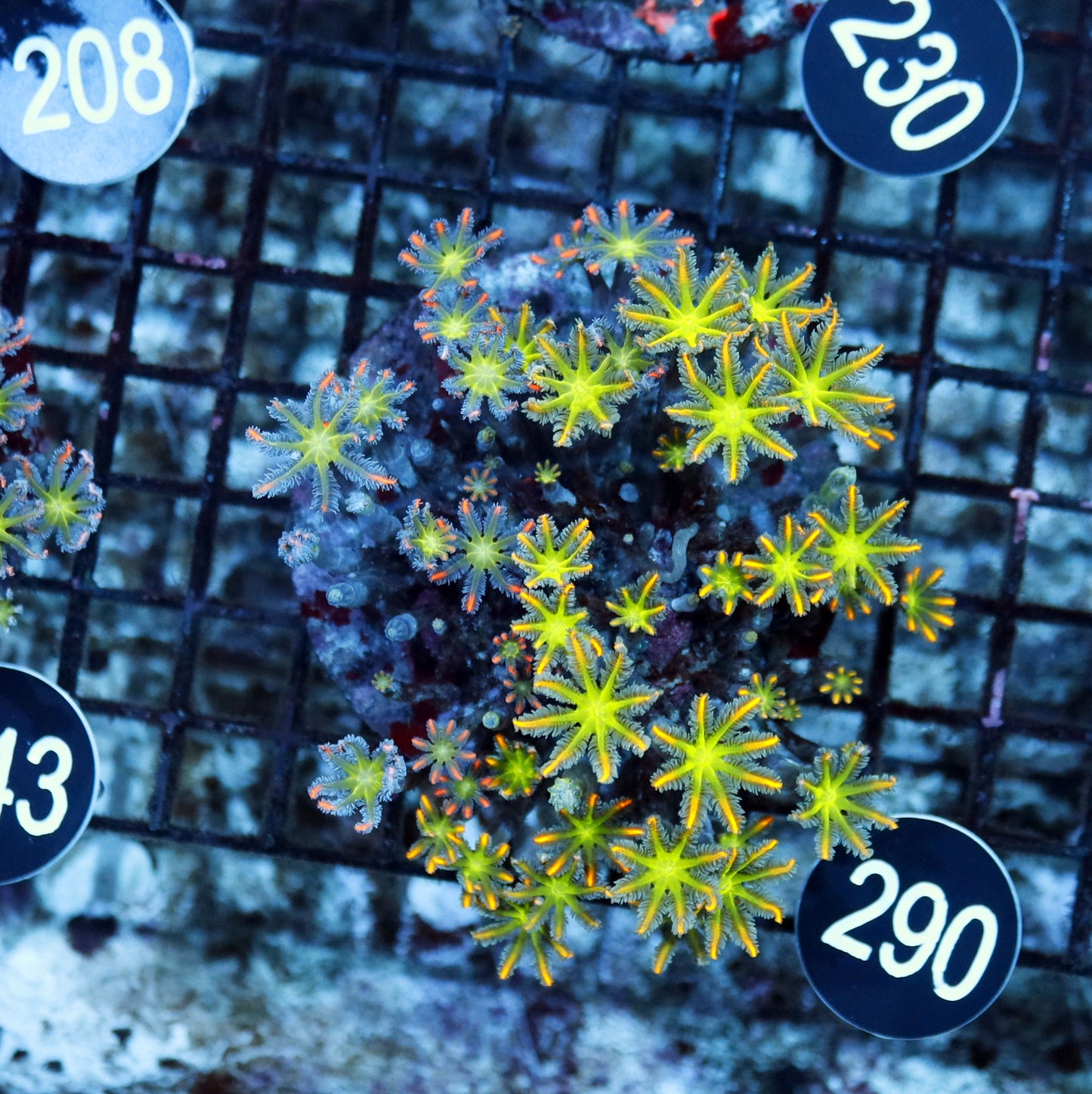 Clove polyps BK 290