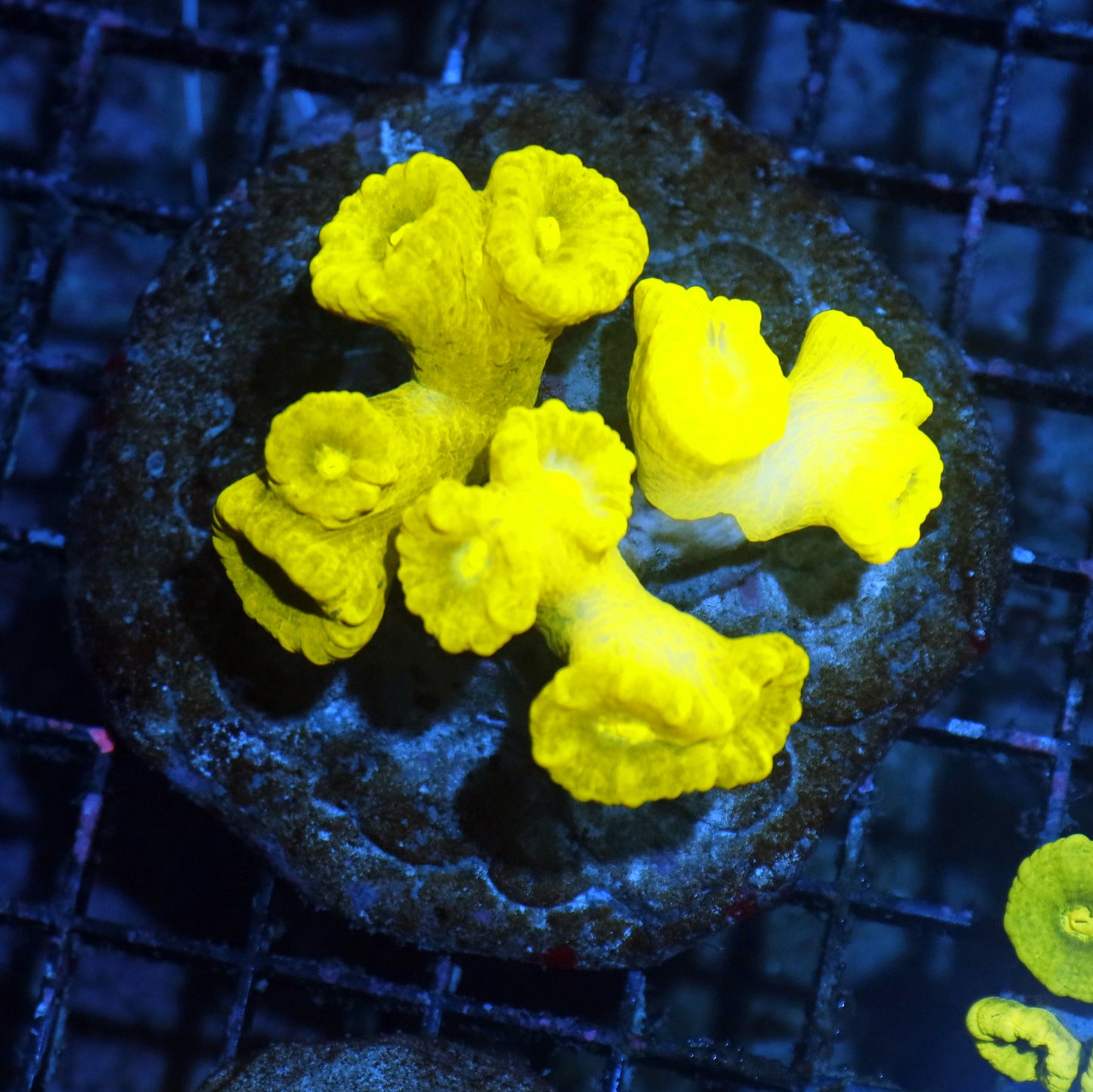 Candy Cane metallic green