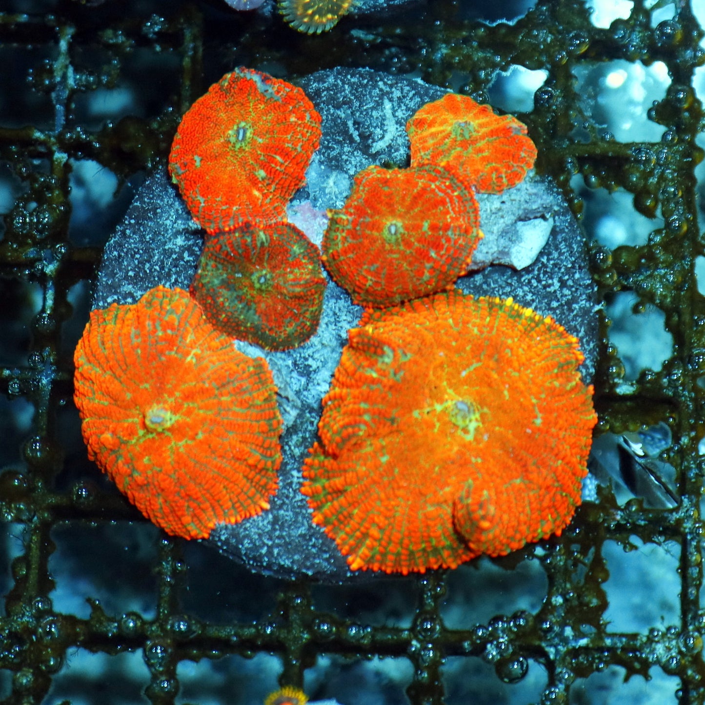 Mushrooms orange Rhodactis