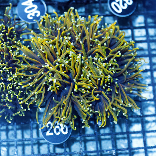 Torch Hellfire BK266