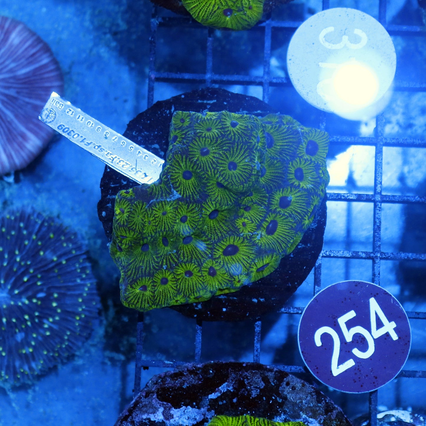 Favia Fascination R254
