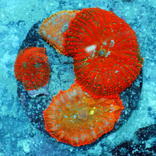 Mushrooms orange Rhodactis
