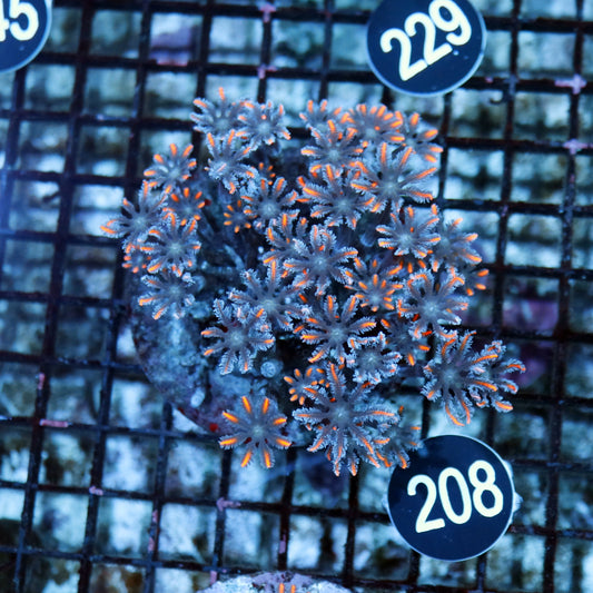 Clove polyps BK 208