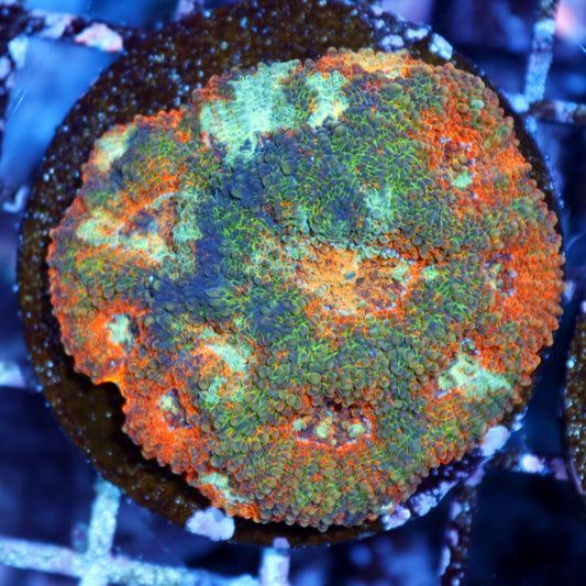 Acan Echinada