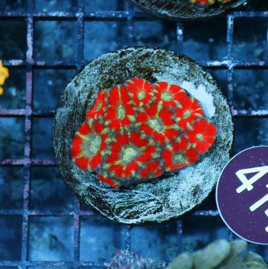 Acan Lord Indo R414