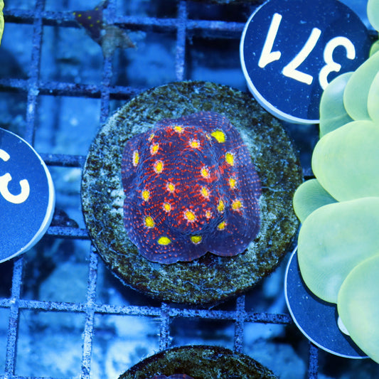 Chalice echinophyllia BK139