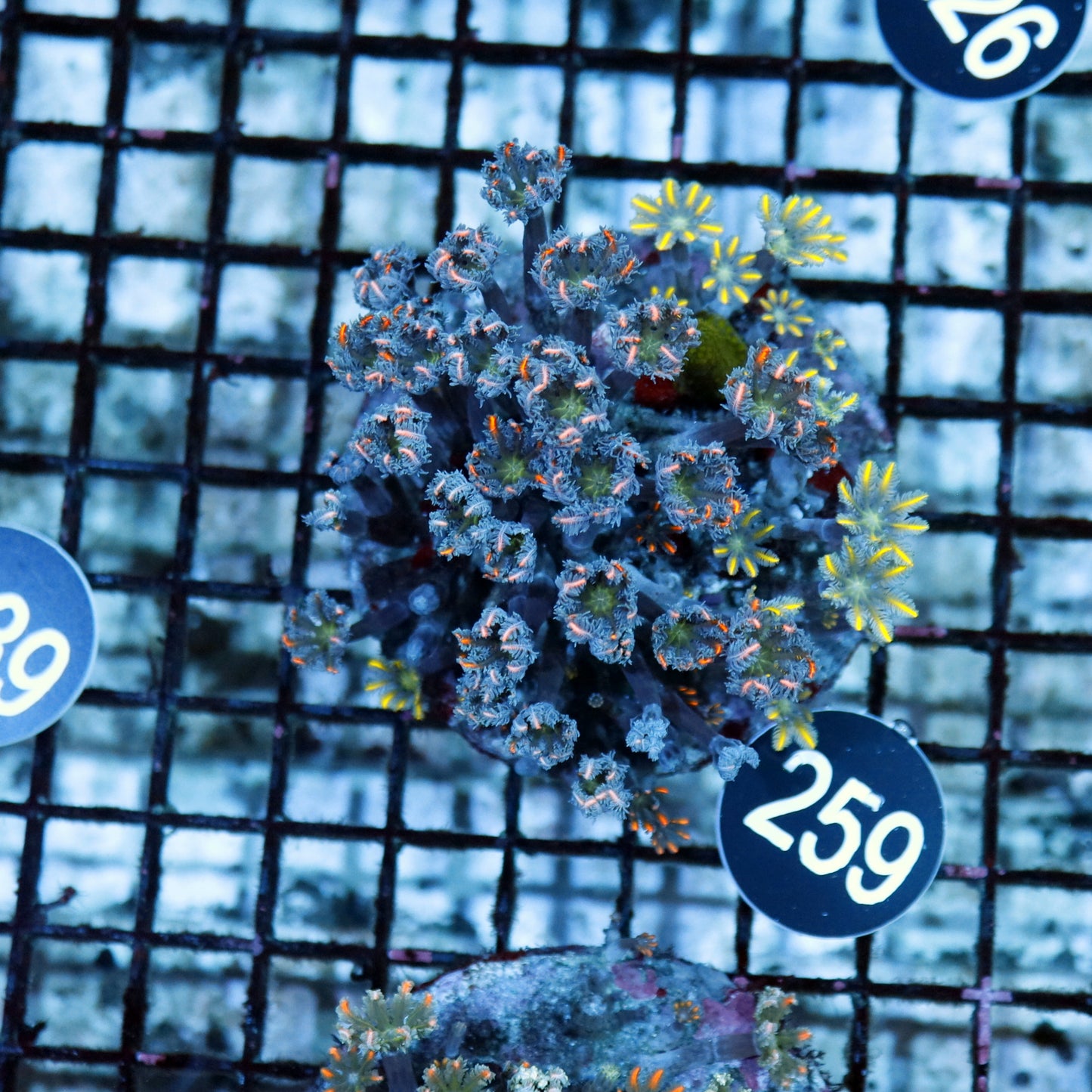 Clove polyps BK 259