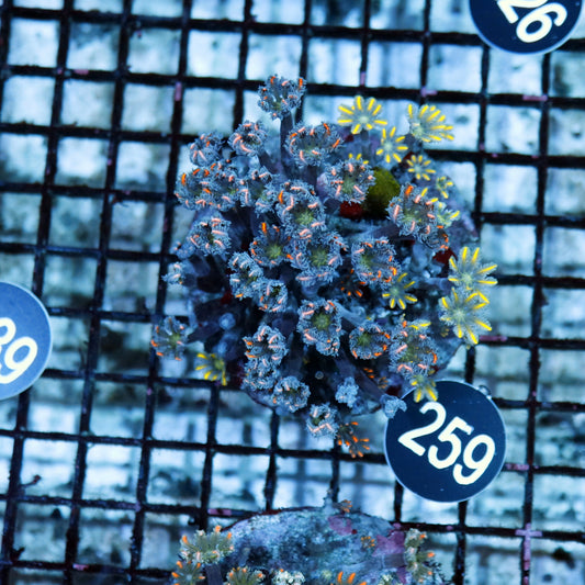Clove polyps BK 259
