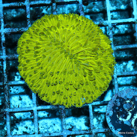 Plate coral metallic green