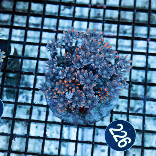 Clove polyps BK 226