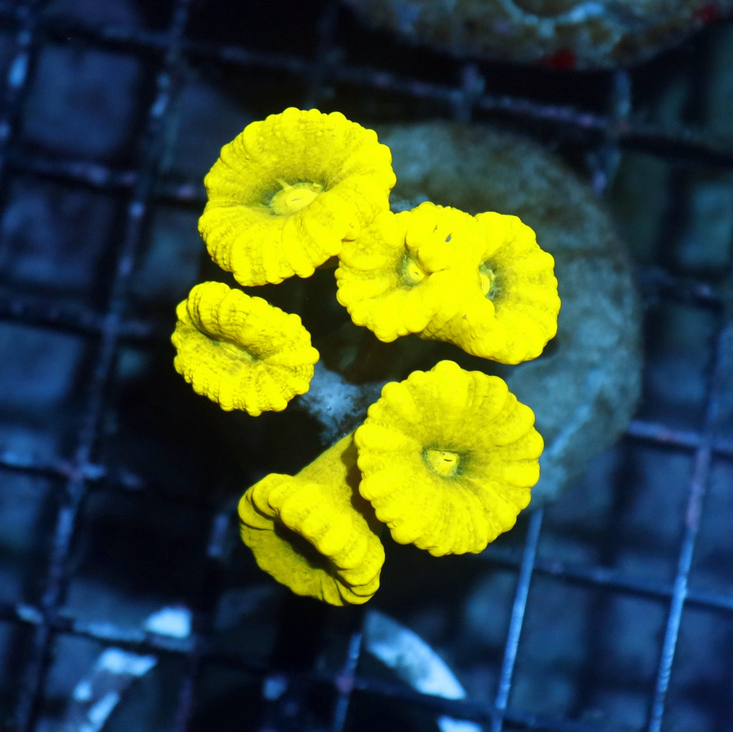 Candy Cane metallic green