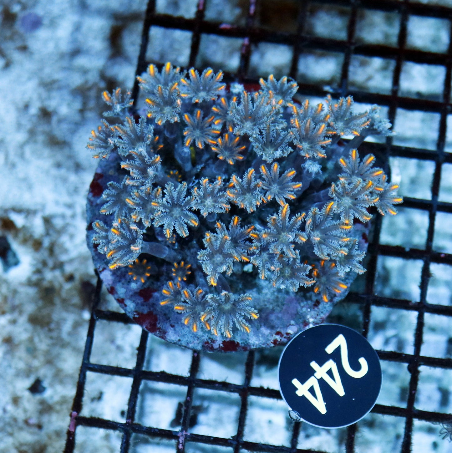 Clove polyps BK 244