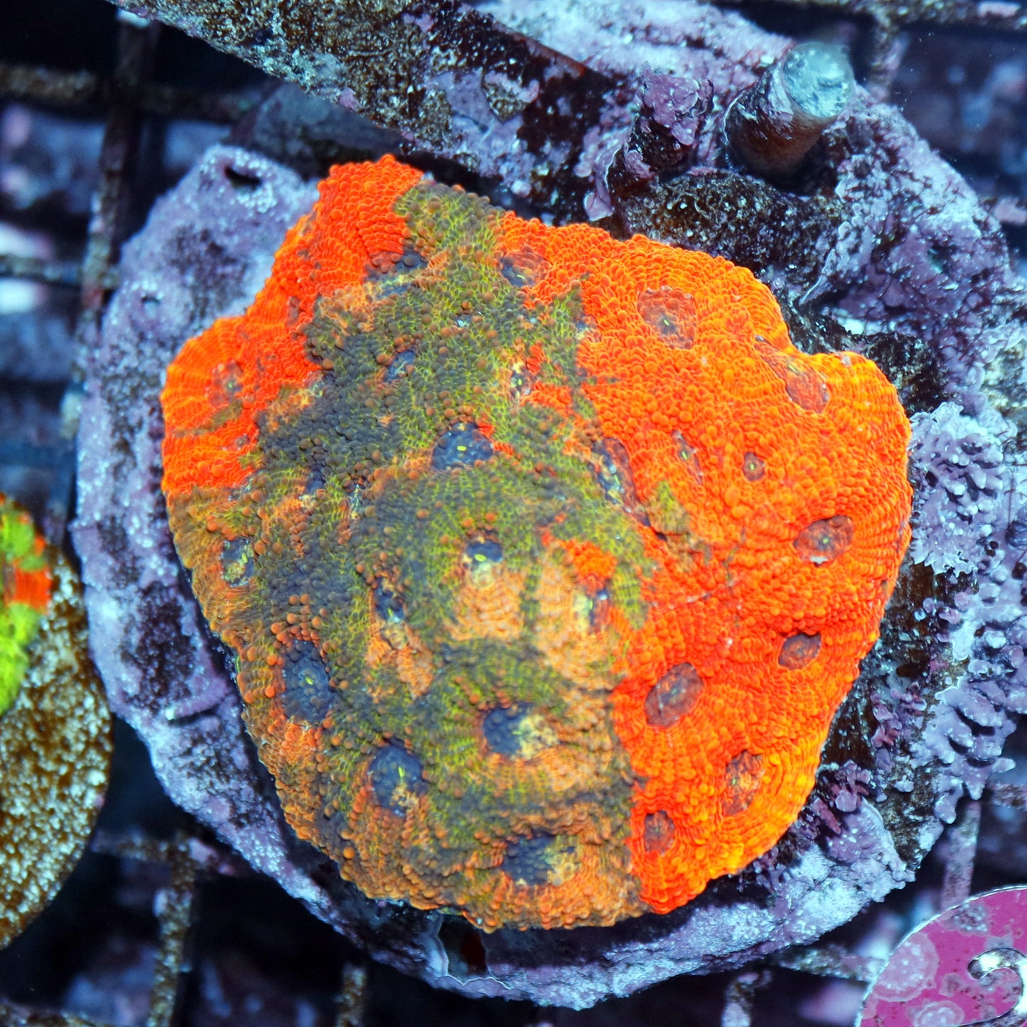 Acan Echinada