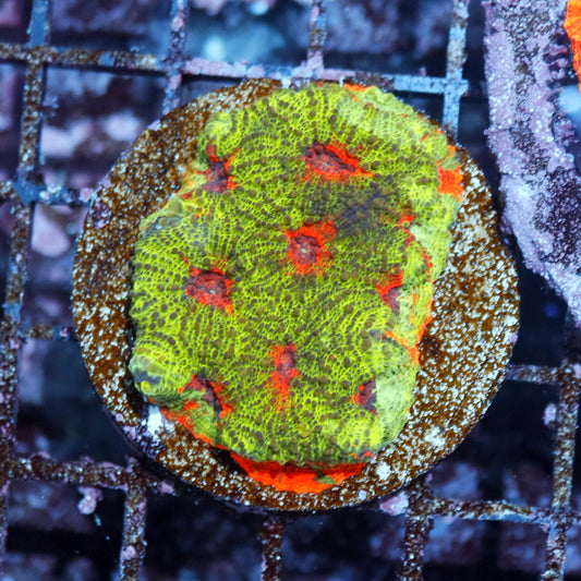 Acan Echinada