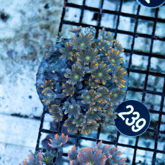 Clove polyps BK 239