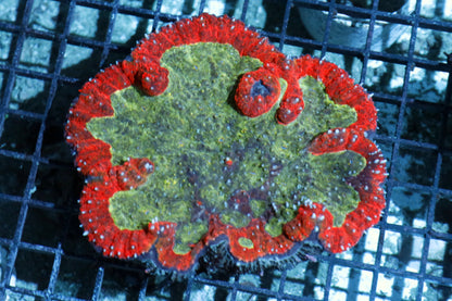 Lobophyllia Red Metallic large BK340