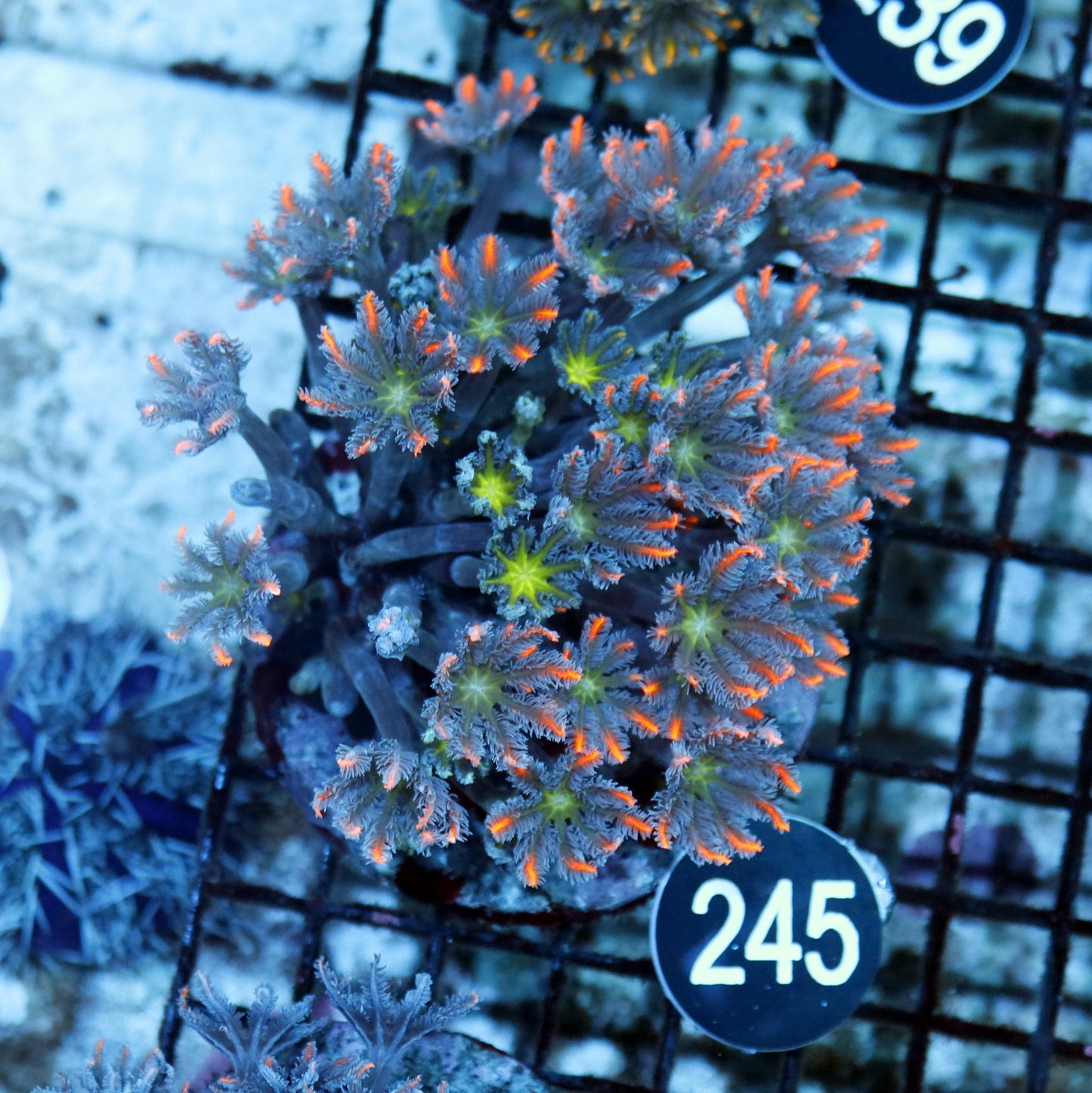 Clove polyps BK 245