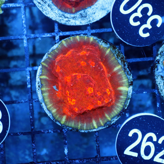 Chalice echinophyllia BK262