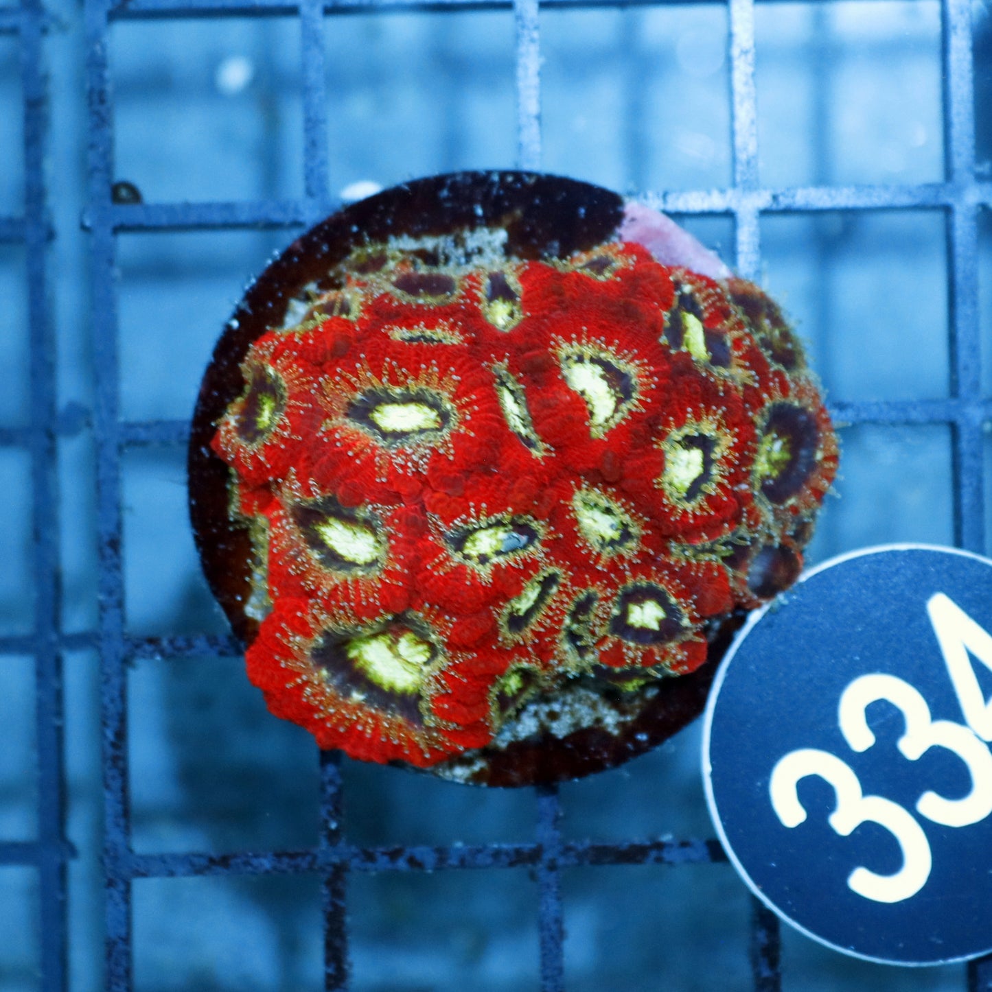 ACAN LORD INDO METALLIC RED BK334